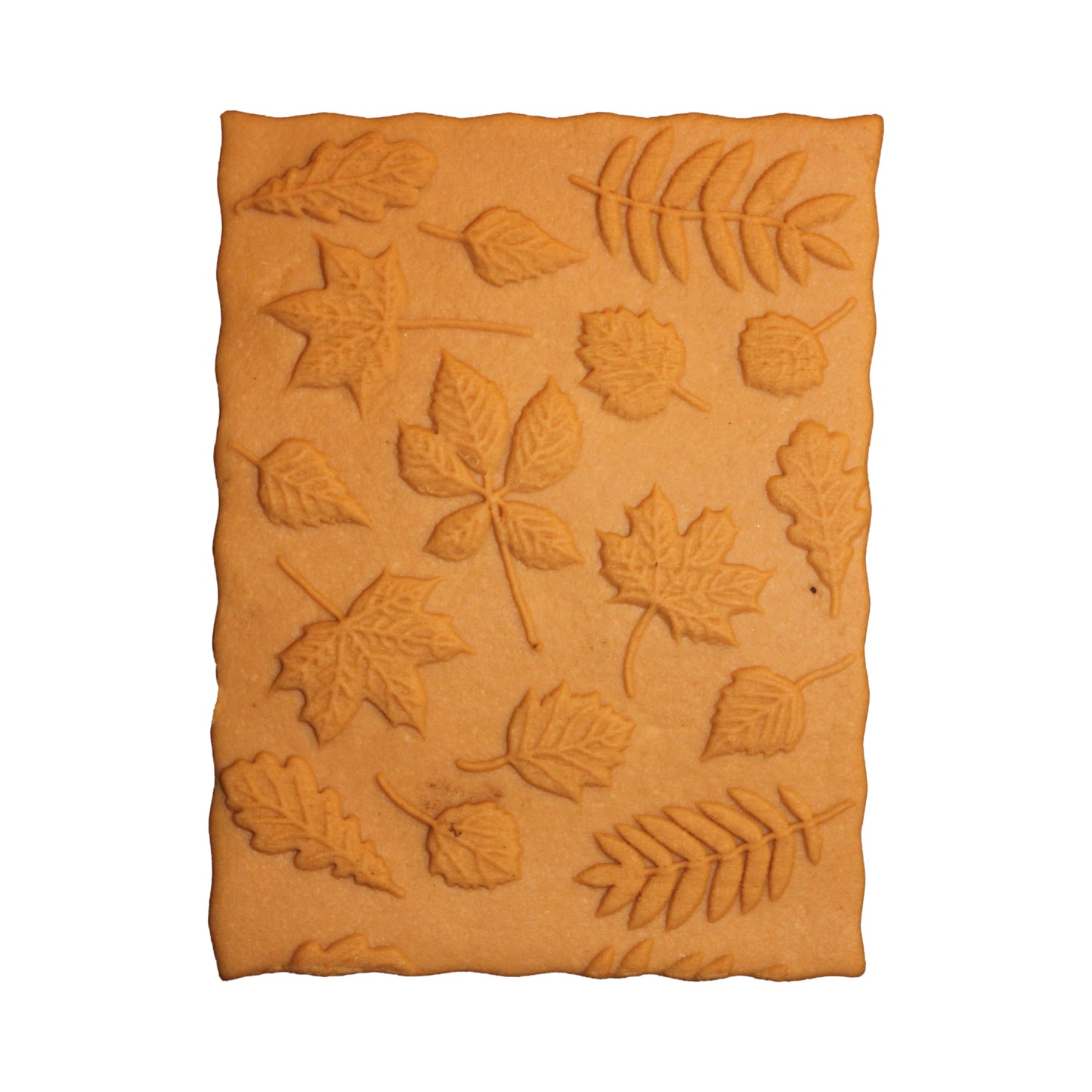 Herbstblätter (978)